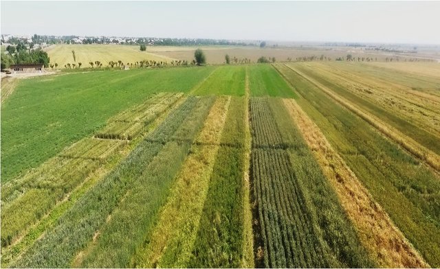Применение гидрогелей для выращивания сельскохозяйственных культур в условиях низкой влажности почвы