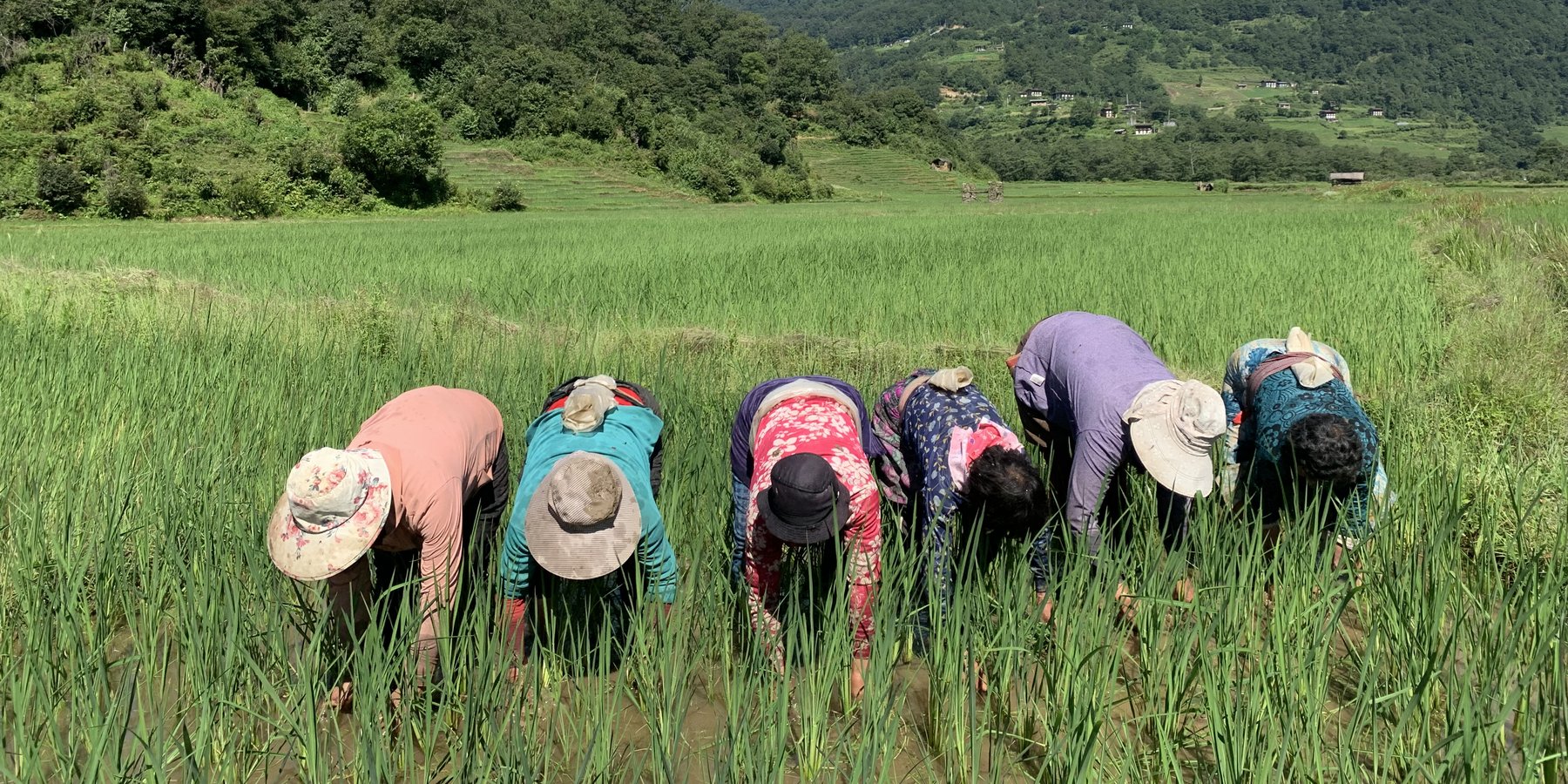Labour-sharing group involved in weeding paddy in Bumdeling, Trashi Yangtse: Bhutan.