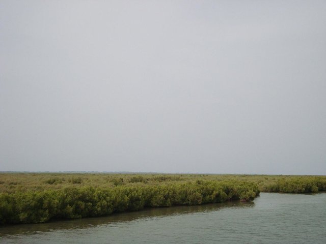 Régénération de la mangrove