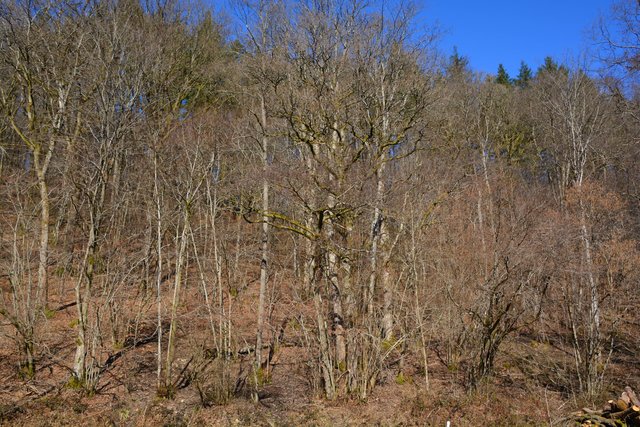 Maintenance of forest cover in headwaters