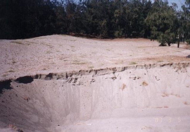 Vegetative Approach in Controlling Wind and Water Erosion in Sand Dune Areas