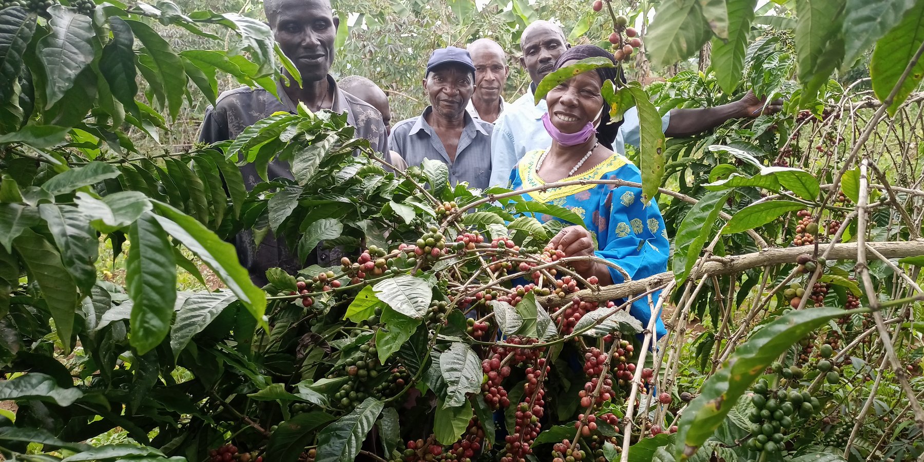Members of Mbirizi farmer group in coffee harvest season