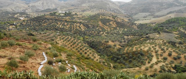 Le système d’Agroforesterie pour la protection des terres et l'amélioration des revenus des exploitants dans les zones montagneuses.de Nord Ouest Tunisien