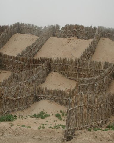 Fixation des dunes de sables avec les feuilles de Palmes