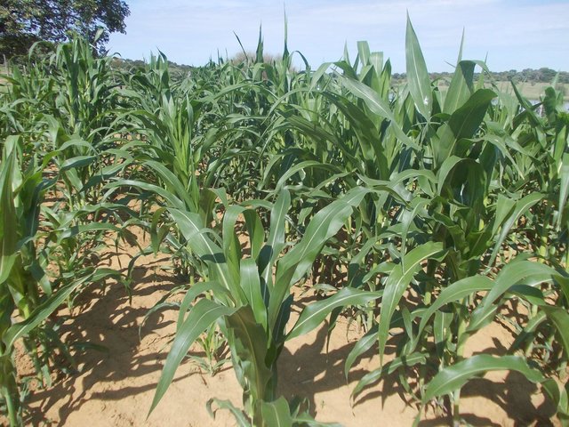 Conservation Agriculture in a semi-arid area