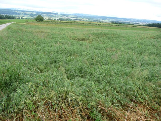 Intercropping of grain legumes with cereals