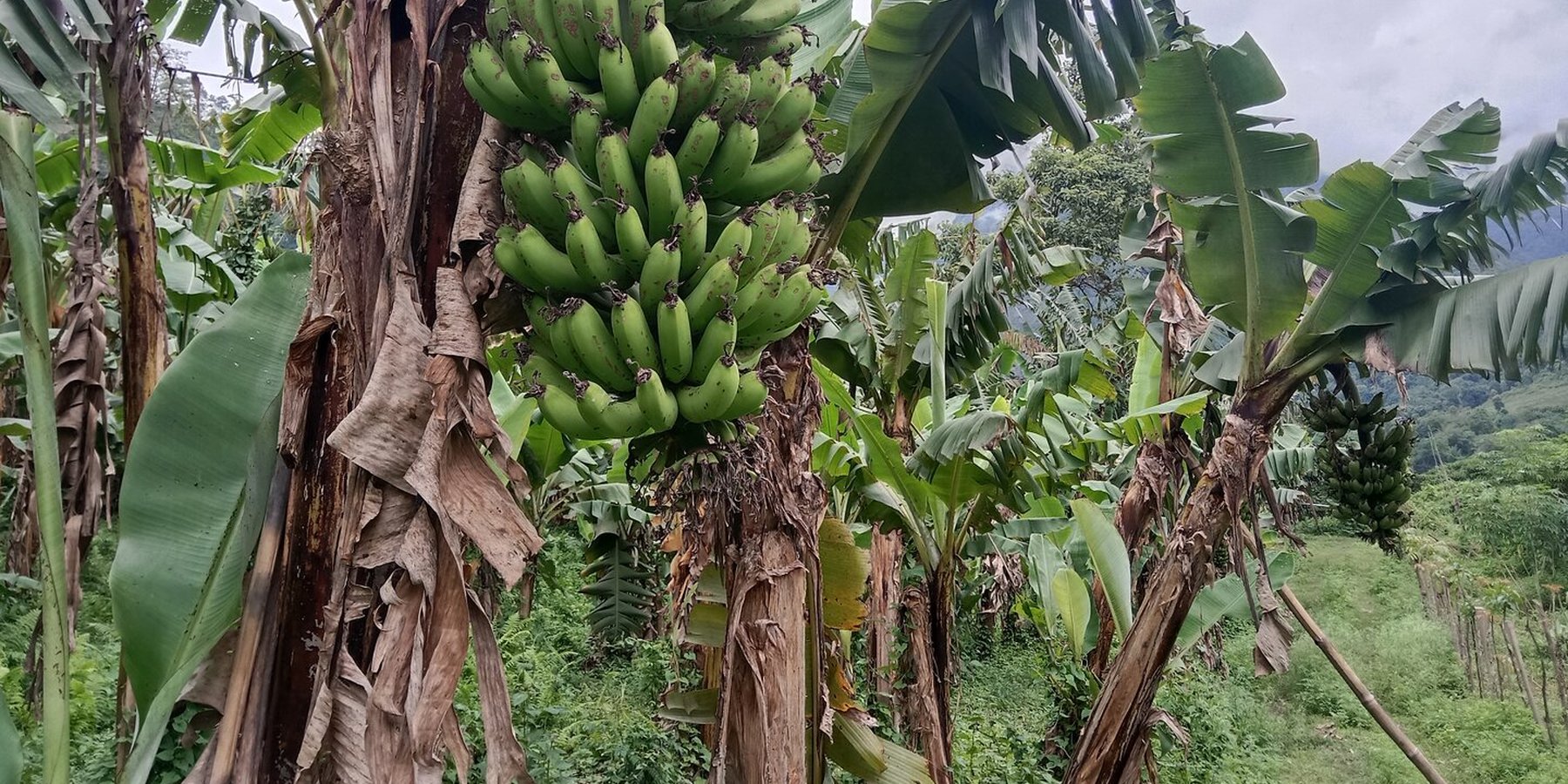 Banana plantation in the rehabilitated area