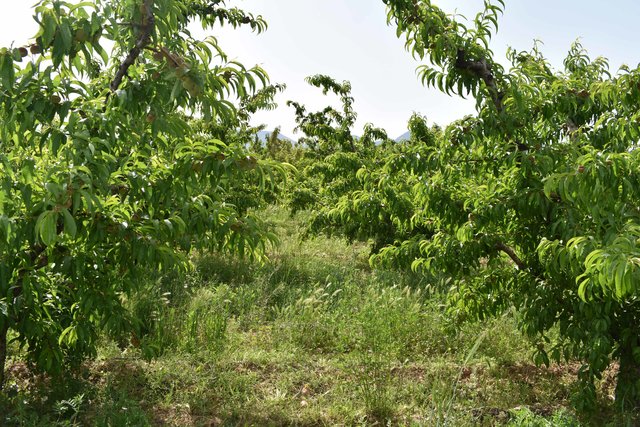 Fruit trees under biodynamic agricultural management in southern Spain