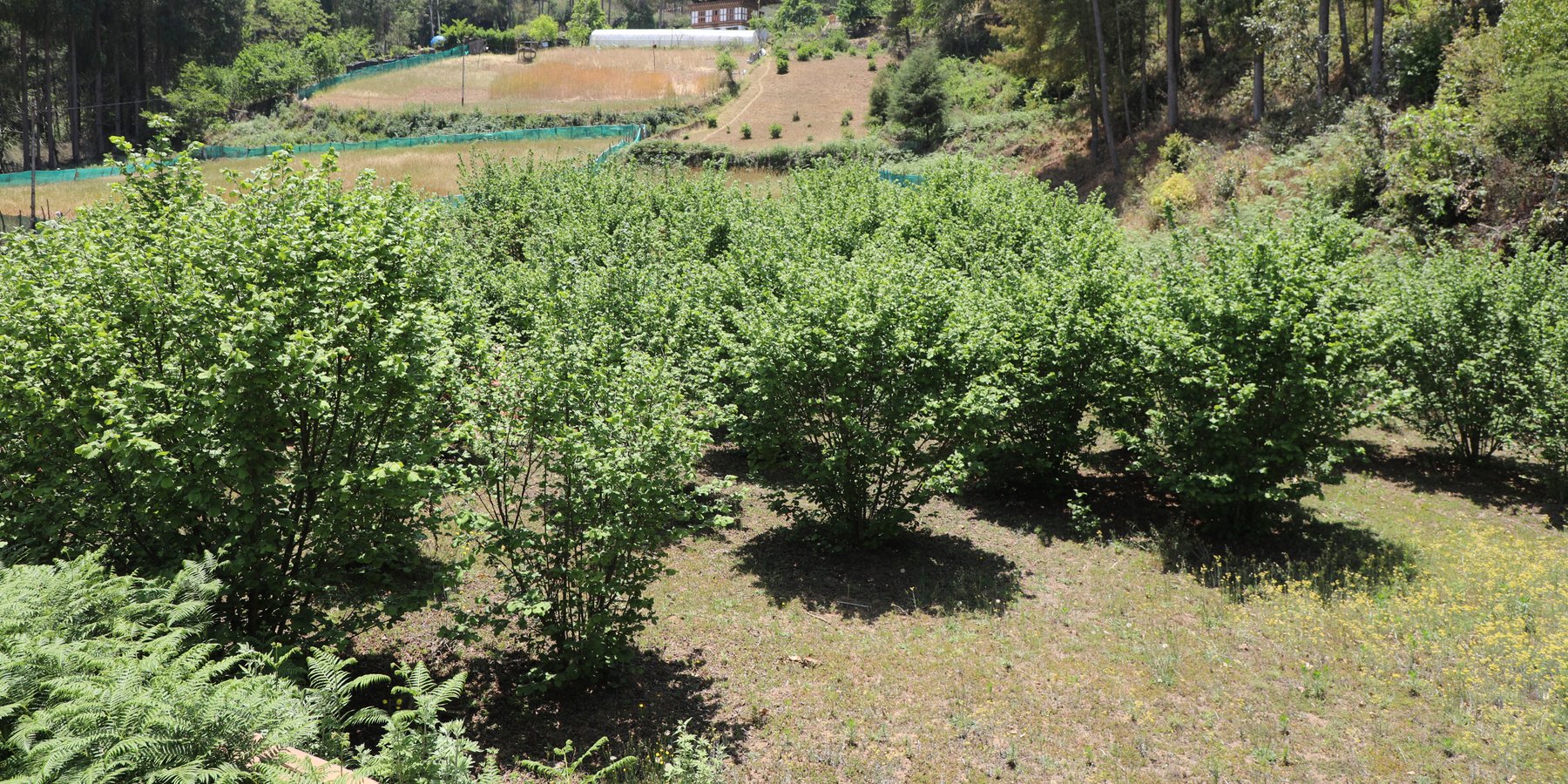 Typical Mountain Hazelnut Orchards established through the approach