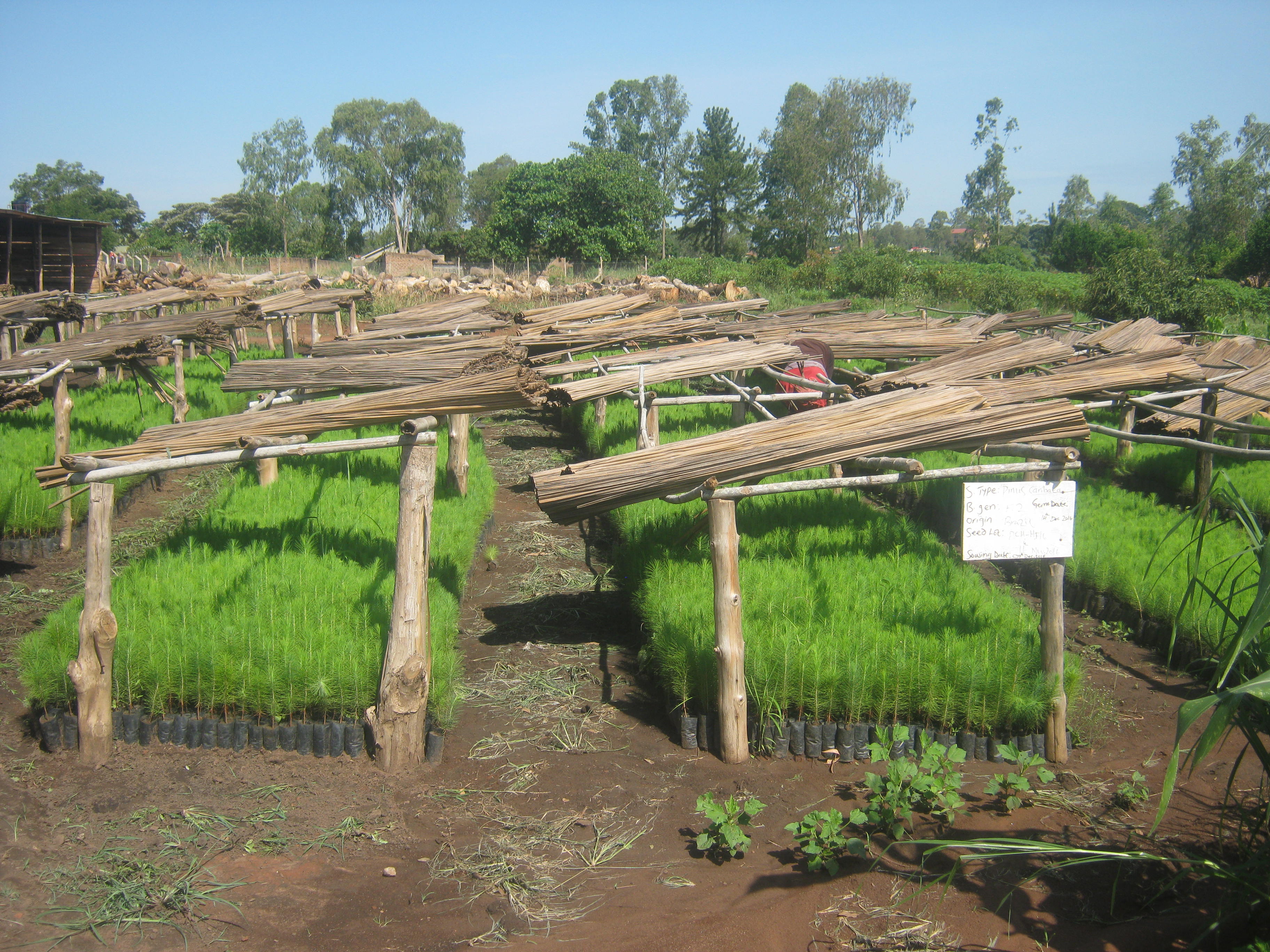 Photo showing farmer initiated tree planting approach