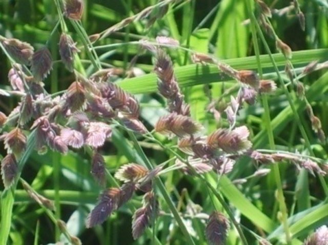 Grass reseeding