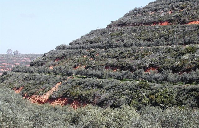 Land terracing in olive groves