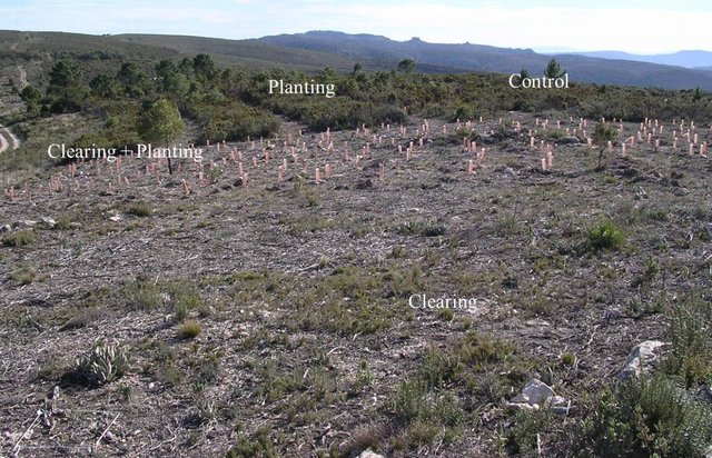 Selective clearing and planting experiment to promote shrubland fire resilience