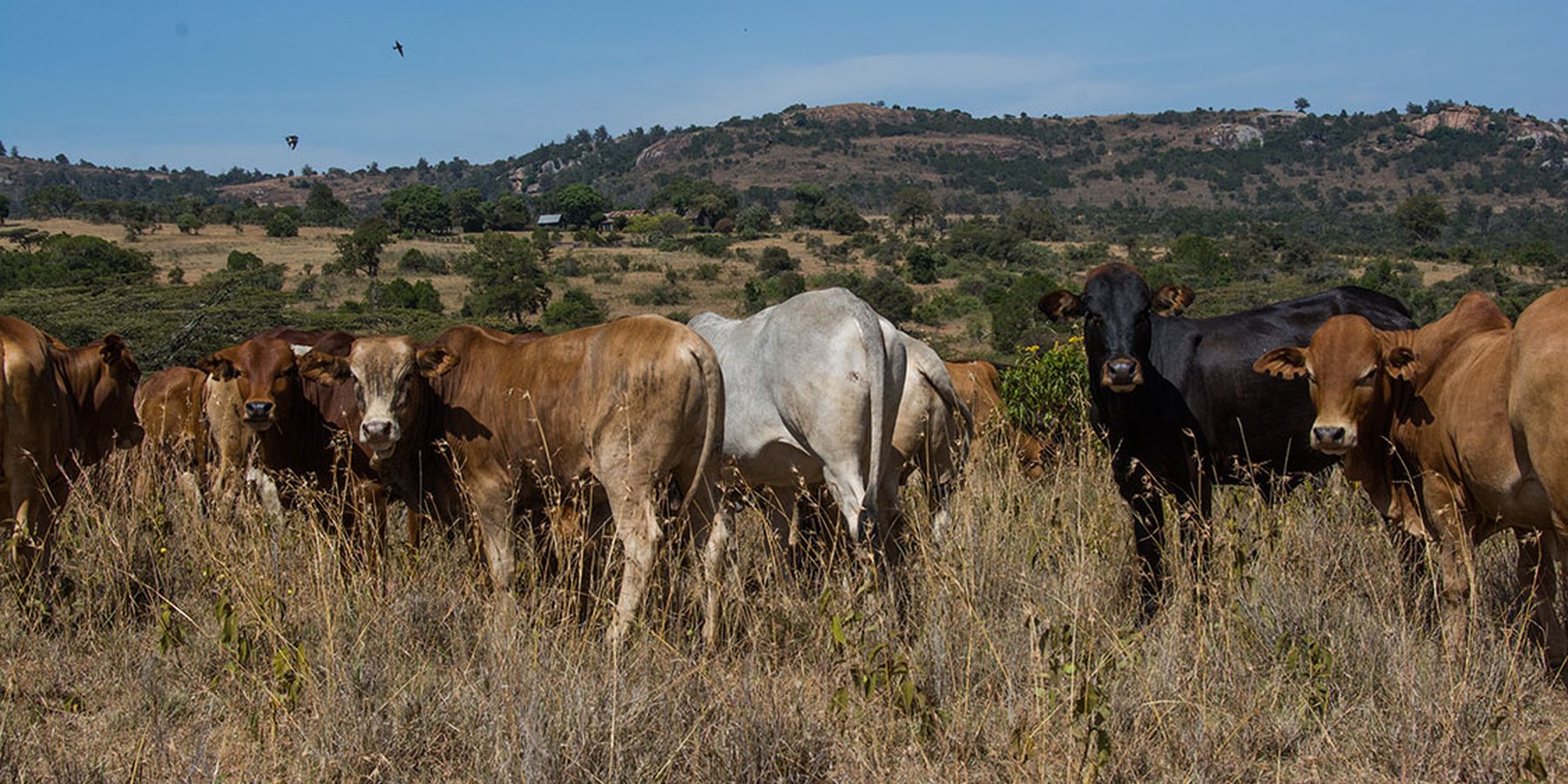 Cattle on Lolldaiga Ranch