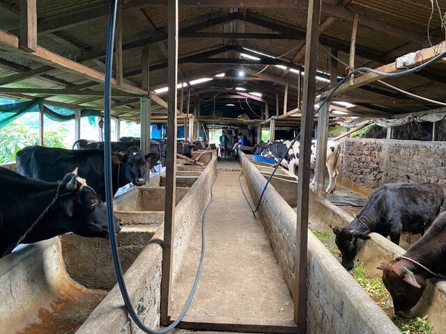 Stall-Feeding of Dairy Cows