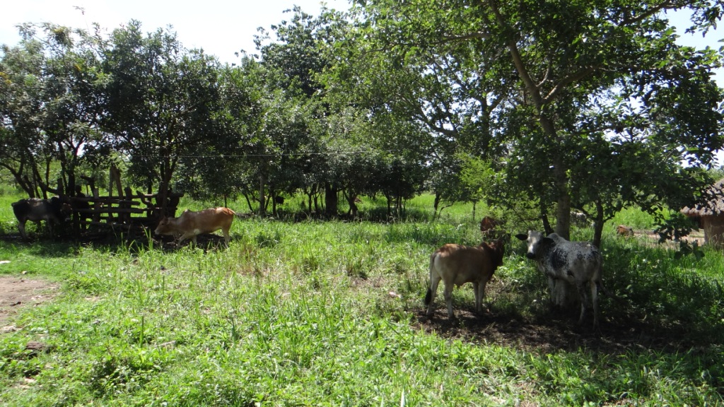 Photo showing multi-purpose tree species for supplementing animal pasture in Northern Uganda