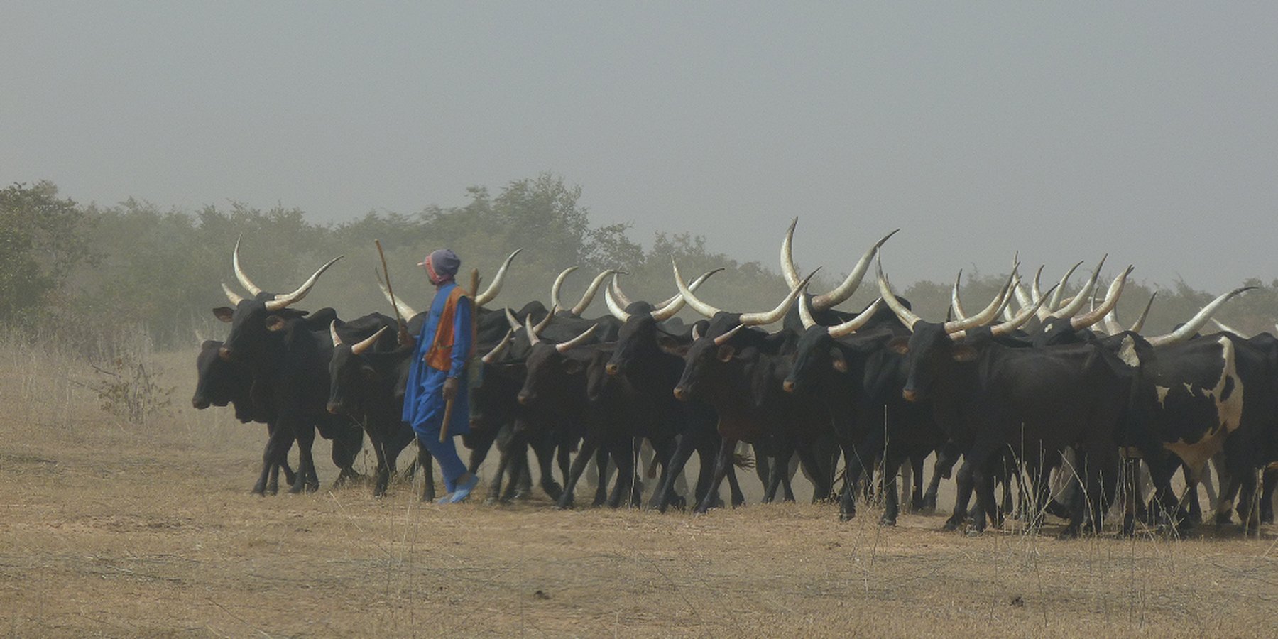 Transhumant livestock keeper in the region of Maradi.