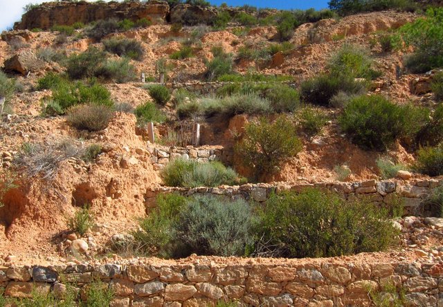 Multi-specific plantation of semiarid woody species on terraces with stone walls in ravines and gullies