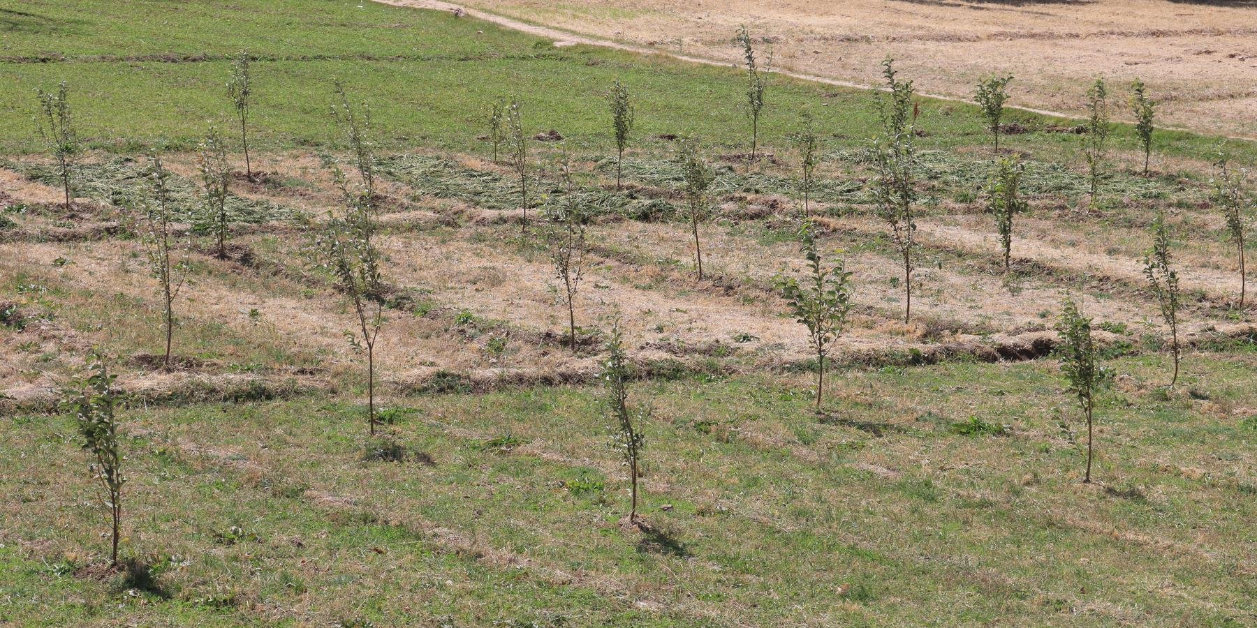 The photo Shows the apple trees with Alfaalfa as an agroforestry system in Malistan district, Ghaibi Village,