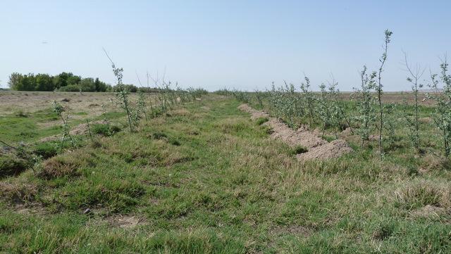 Лесополосы из Elaeagnus angustifolia, посаженные при поддержки ПРООН (UNDP) в 2010