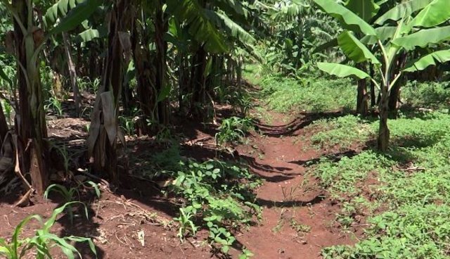 Trenches for soil and water conservation under banana.