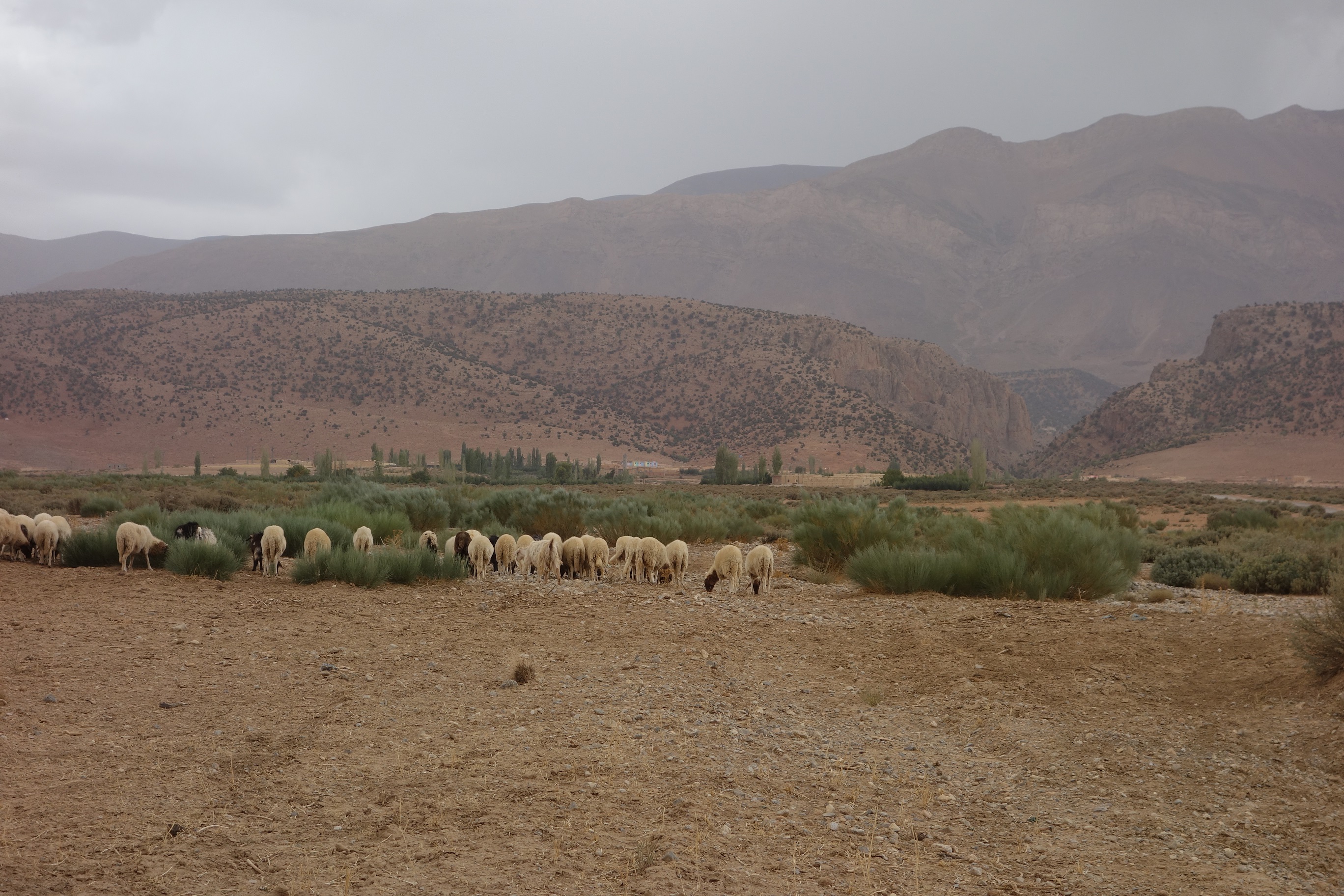 Un troupeau rentrant à Taouraoute. On voit qu'il y a toujours des arbres dans les pans de montagne