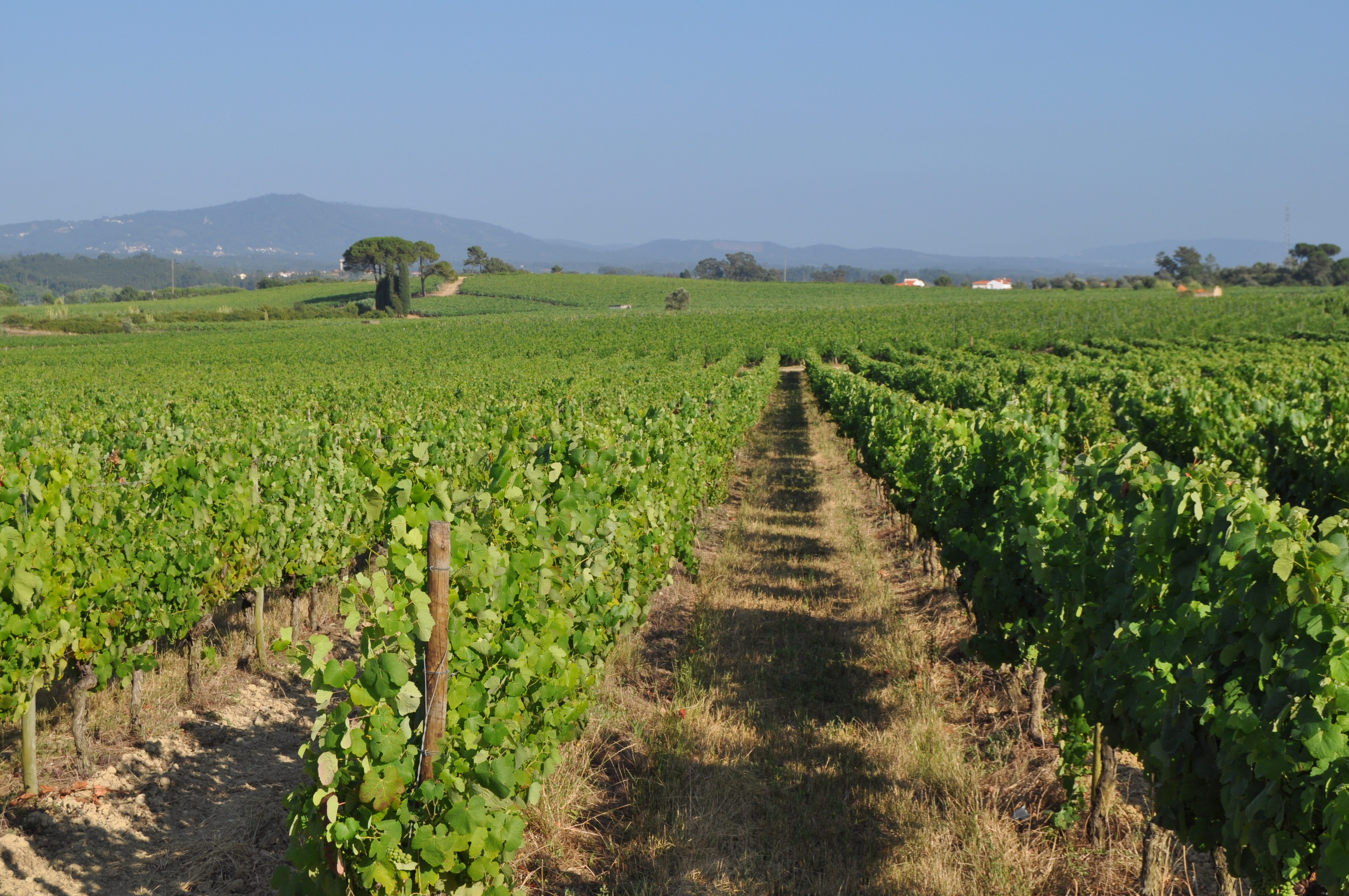 Overview of a Portuguese vineyard, in Bairrada Region, under minimum tillage. inter-row ploughing alternated with inter-row vegetation cover.