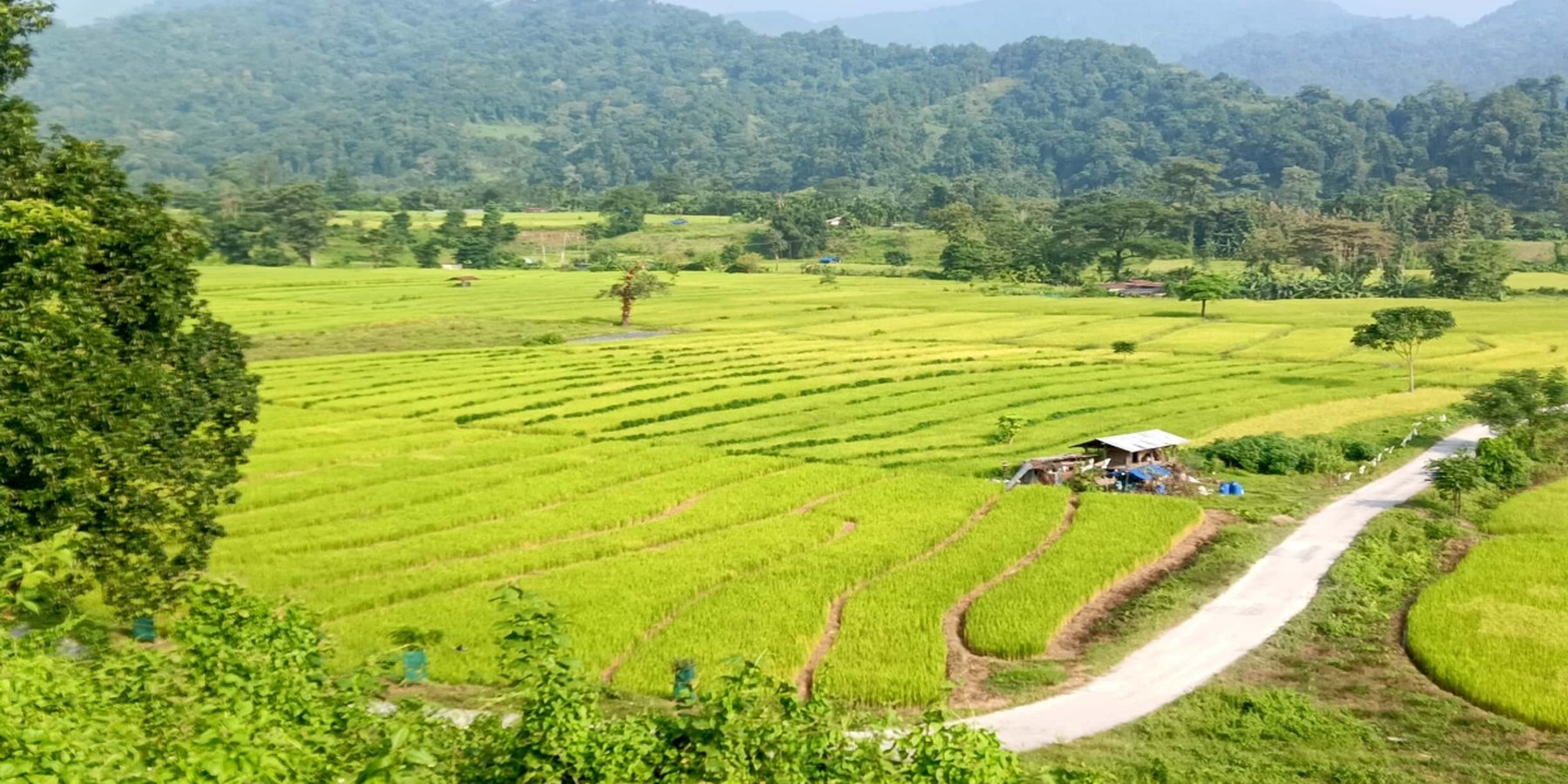 Rice field in the fenced area