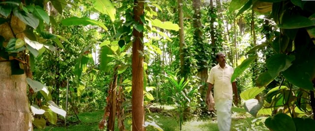 Transforming a coconut monocrop into a multi-storey food forest