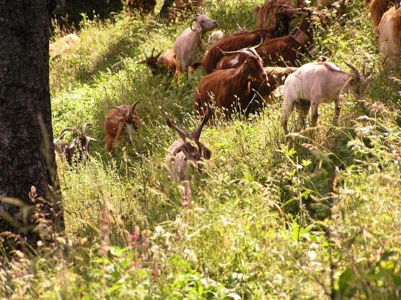 Controlled grazing - goats