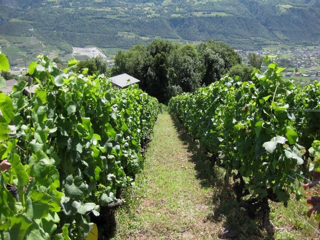 L’enherbement spontané des vignobles dans une zone montagneuse sèche