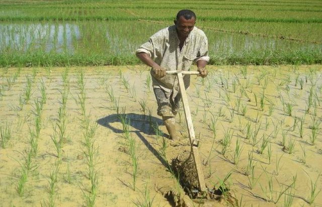 Participatory Learning and Action Research approach to Integrated Rice Management