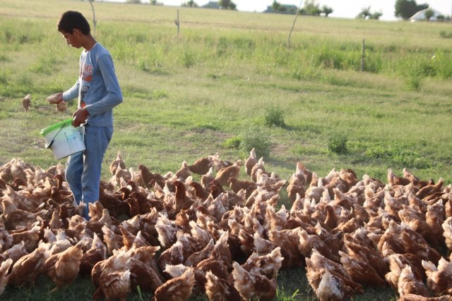 Poultry Development gives opportunity to enhance productivity of the lands