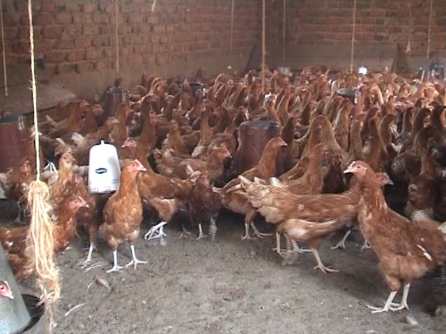 Poultry Waste For Soil Fertility Improvement And Increased Production