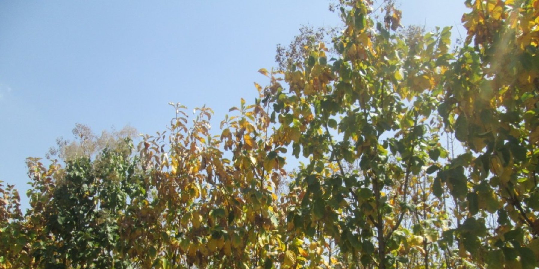 A six-year old plantation of drought-resistant Teak trees (Tectona grandis)