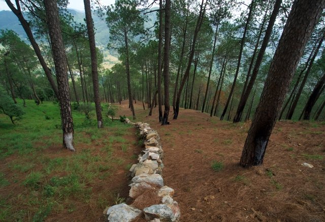 Stone Wall Fencing and Firebreak for Forest Protection