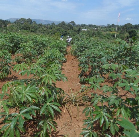 Integrated agronomic measure for sustainable cassava production in convex sloppy landform