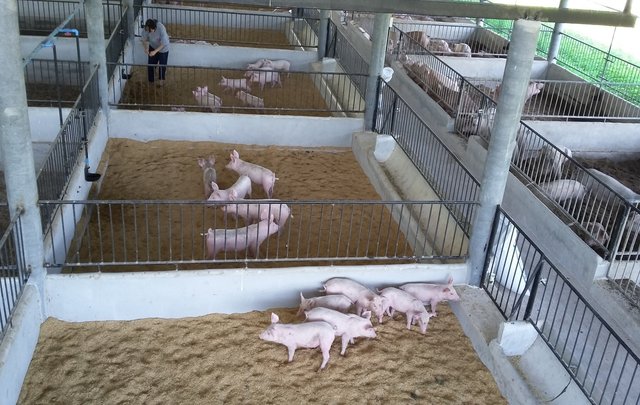Environmental Friendly Pig Farm /Zero Waste Pig Farm