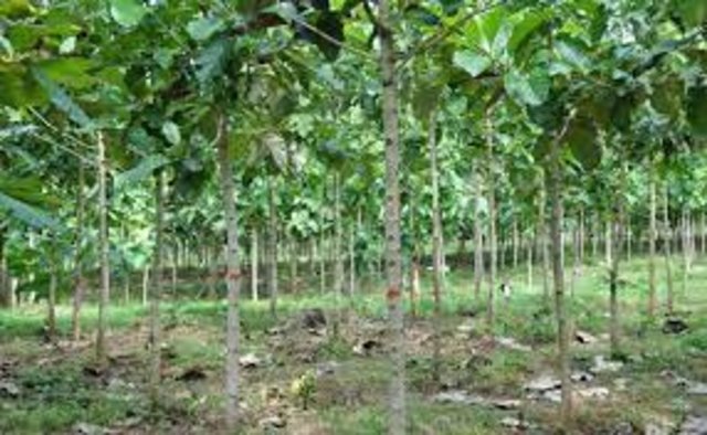 TEAK-BASED AFFORESTATION FOR INCOME GENERATION AND TIMBER PRODUCTION