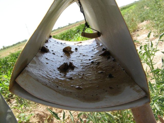 Борьба с сельскохозяйственными насекомыми-вредителями с помощью феромоновых ловушек