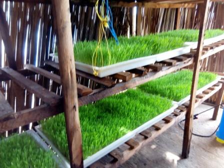 The photo shows barley fodder being grown on the trays in a shelter.
