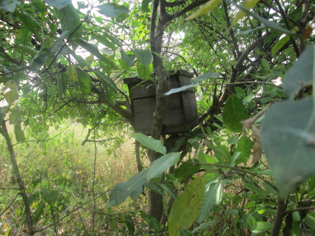 Photo showing Modern Bee Hives based Apiculture in Northern Uganda