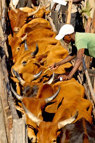 Mara Beef: value added beef for for improved rangeland management, livelihoods, and conservation.