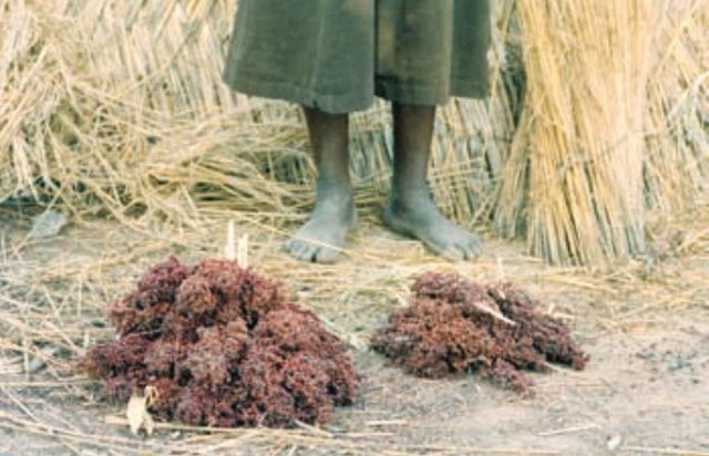 Zabré women’s agroecological programme