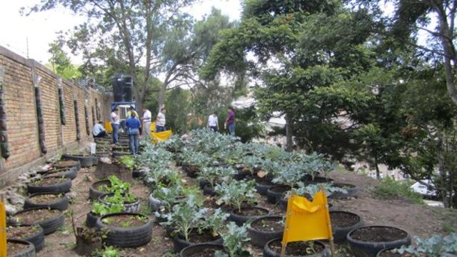 Uso de llantas en la agricultura urbana