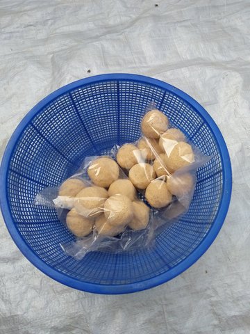 Fighting malnutrition by promoting locally produced horlicks (multigrain nutrition balls)