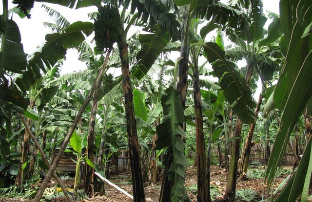 Improved Kibanja cropping system