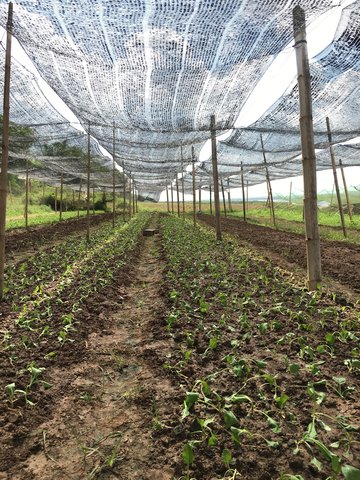 Intercropping of vegetables to control pests along the Mekong river bank
