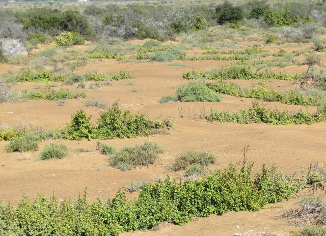 Spekboom (Portulacaria afra) planting within riplines for thicket biome restoration