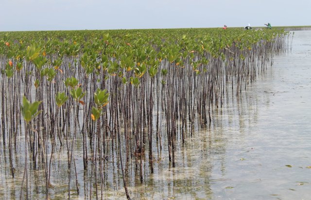 Mangroves as Buffer against Natural Hazards